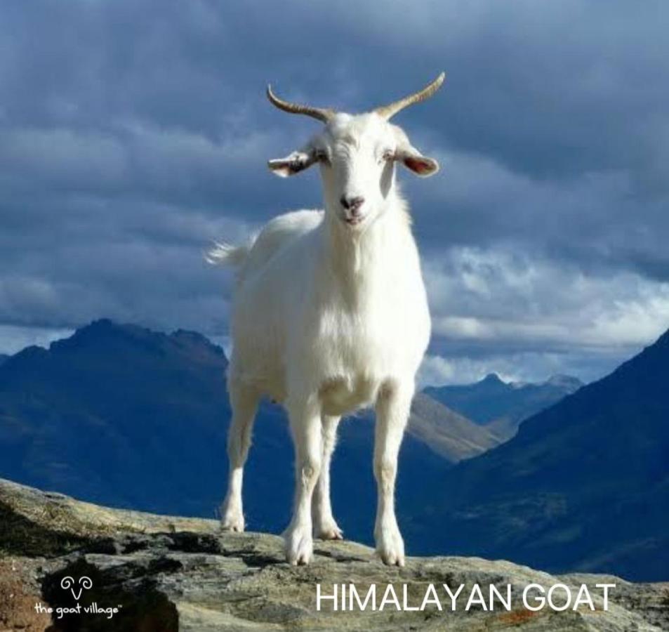 The Goat Village Myani Esterno foto